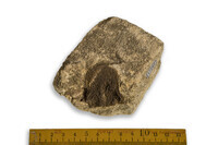 F 17262
<br/>
<br/>
<em></em>